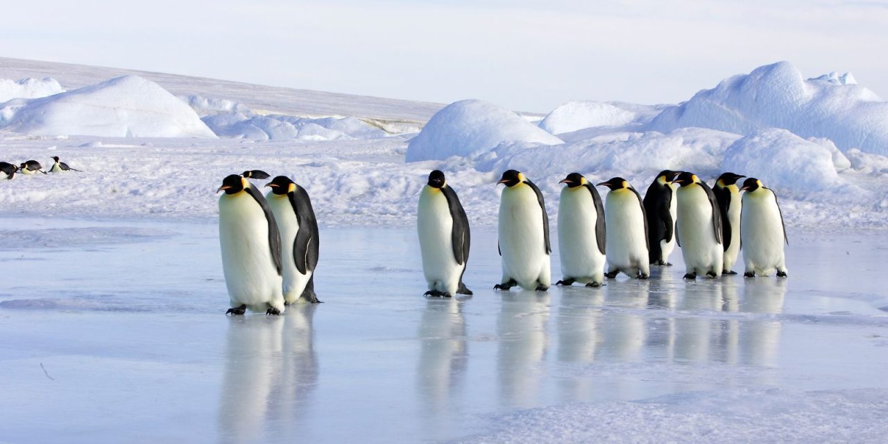 14D12N Emperor Penguins of The Weddell Sea on Le Commandant Charcot