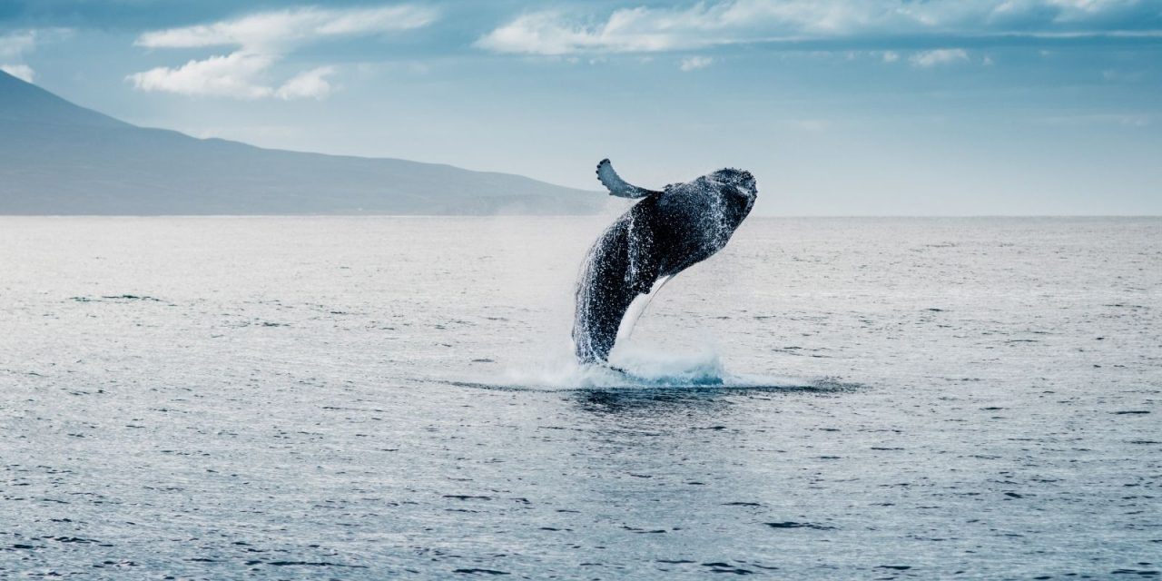 6D5N Gems of Iceland with Whale Watching (ZRS)