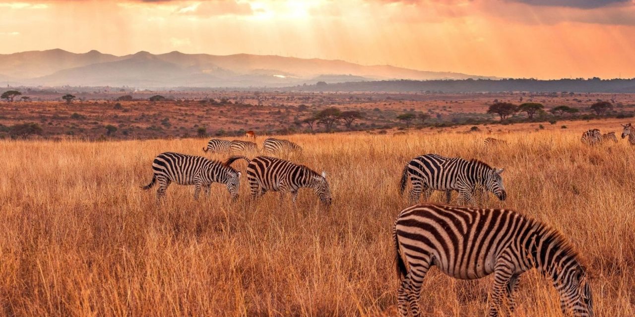 14D13N Kenya & Tanzania: The Safari Experience (QB)