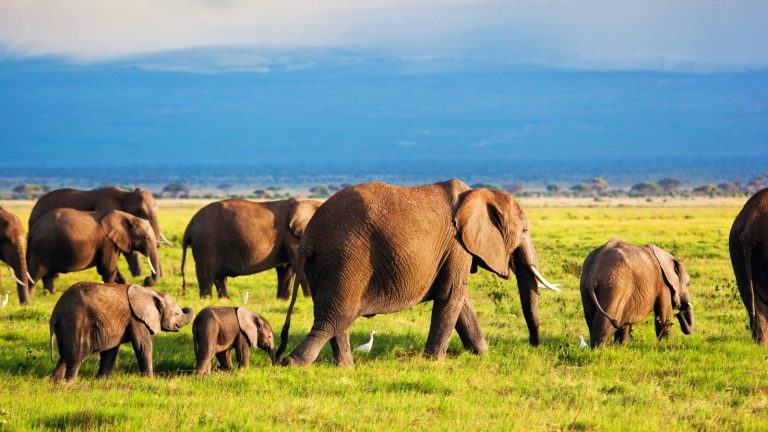 Elephants Walking Gracefully