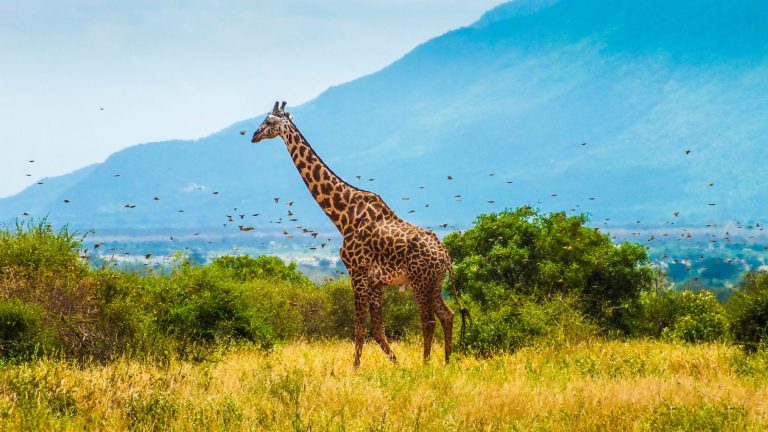 Graceful Giraffe Standing