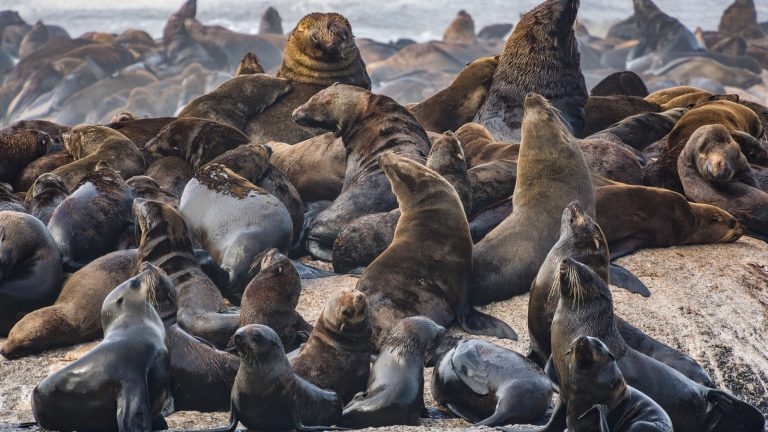 Sea Lions Basking on Rocky