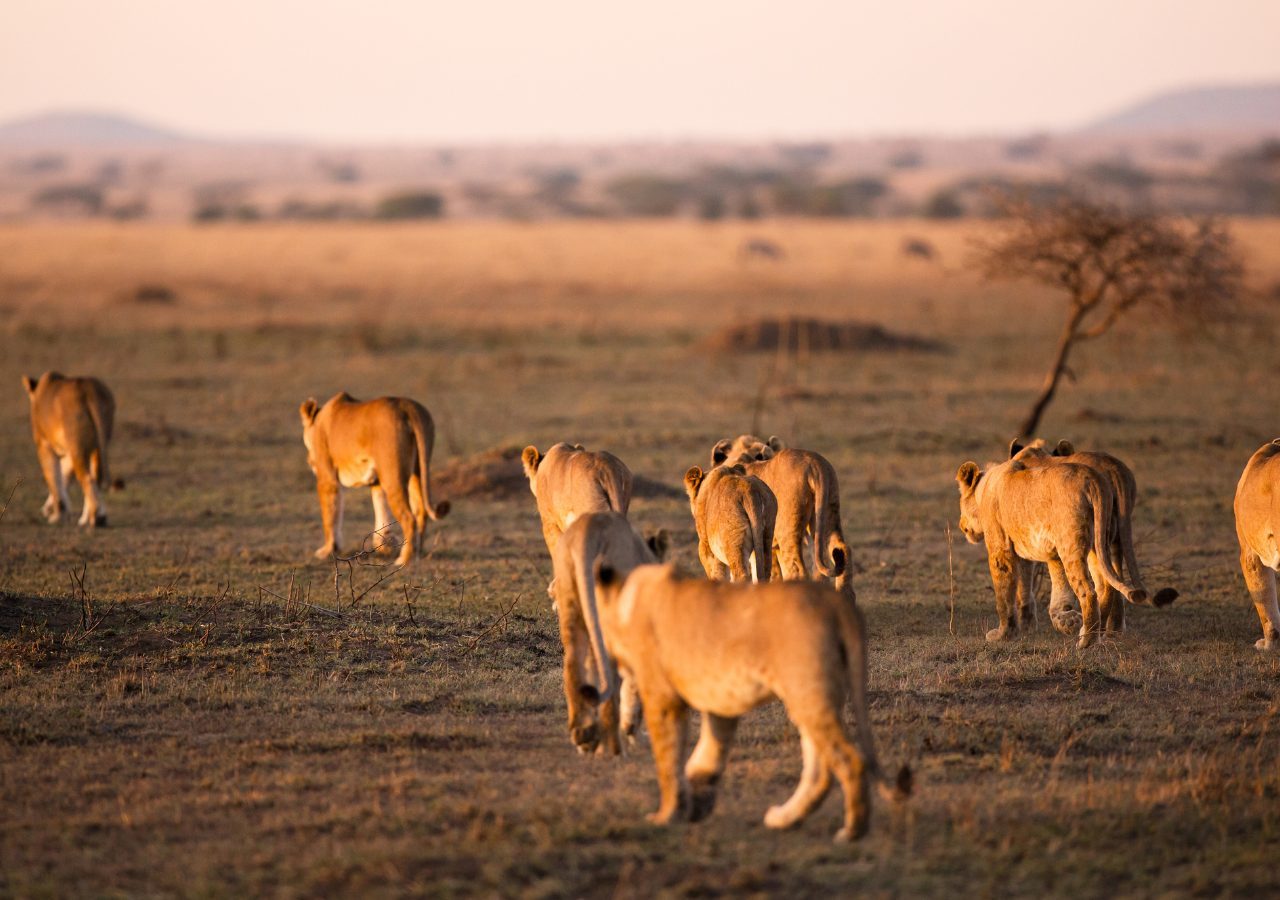 11D10N On safari in Kenya & Tanzania (3550)