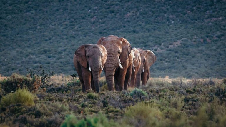 Majestic Elephants