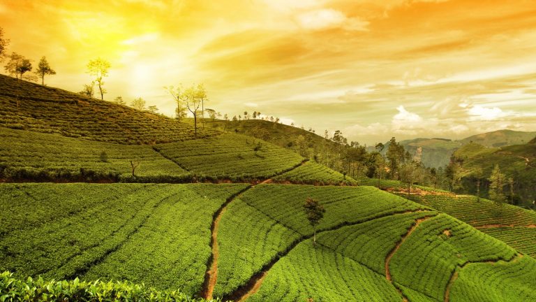 Lush green tea plantation