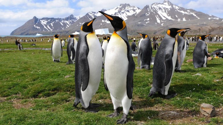 King Penguins Waddling