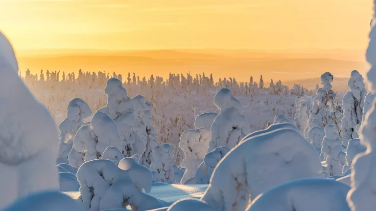 Serene snowy forest