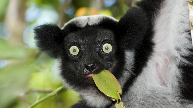 Lemur