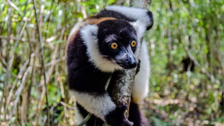 Lemur