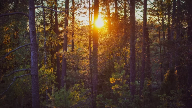 Serene Forest Sunset