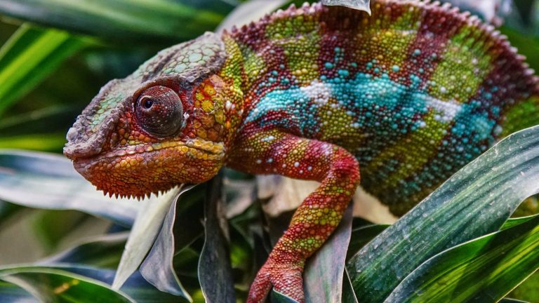 A colorful chameleon