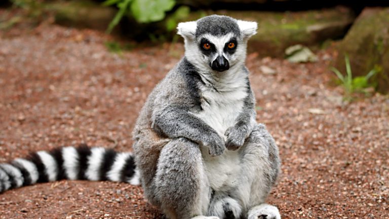 A lemur sits on