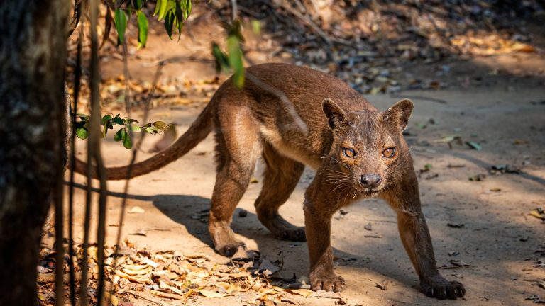 A brown animal walks