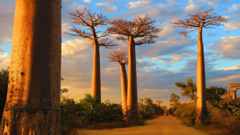 Majestic baobab trees