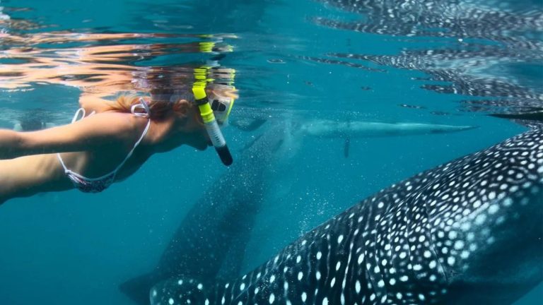 Snorkeler swims