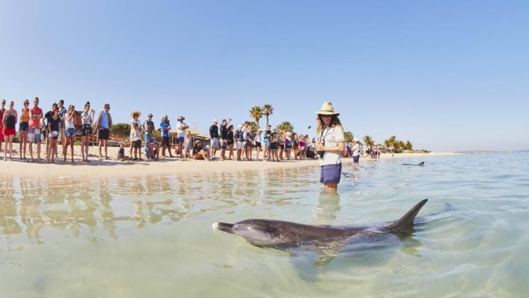 Dolphin swimming gracefully