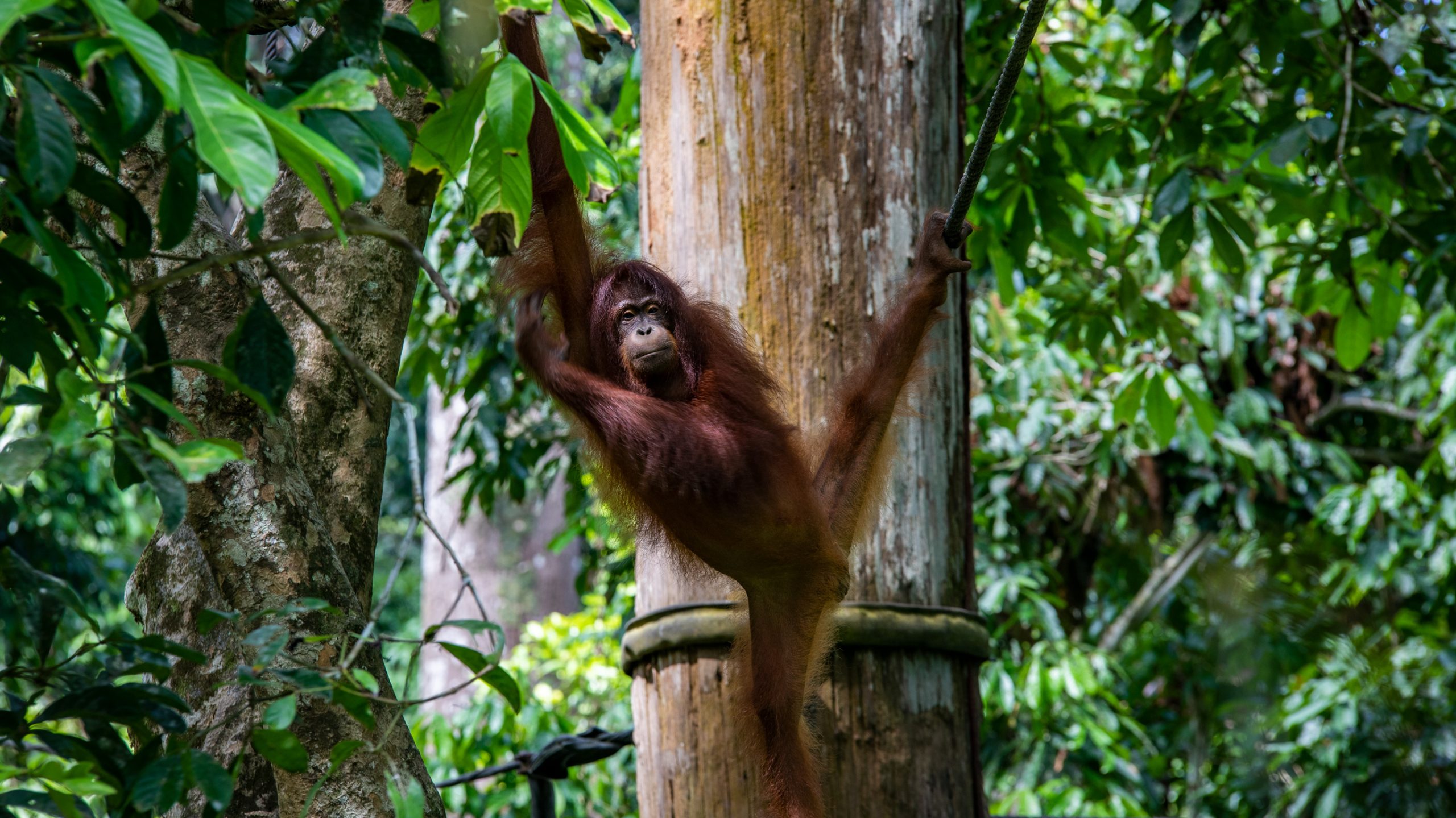 12D11N Journeys: Best of Borneo (AABNG)