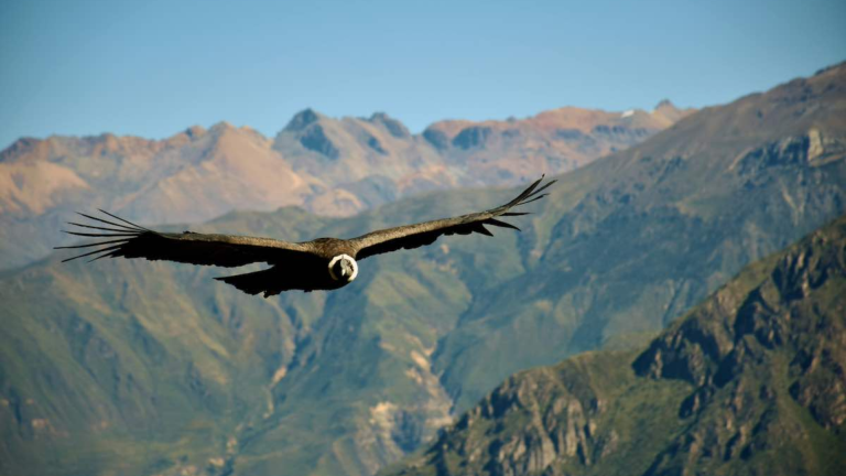 Railbookers: 14D13N The Wonders of Peru and The Andean Explorer