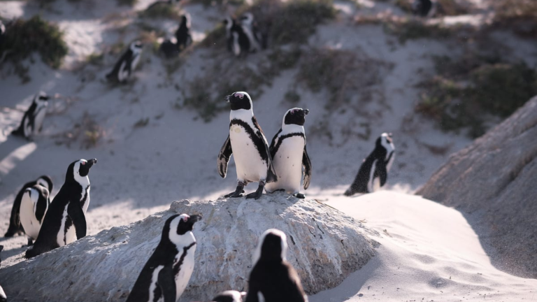 Railbookers: 10D9N Luxury Rovos Rail from Pretoria to Cape Town