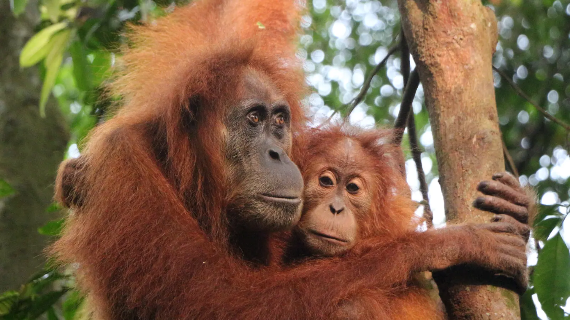 8D7N Sumatra’s Wild Side: Orangutans, Rivers & Rural Life (AEMM)