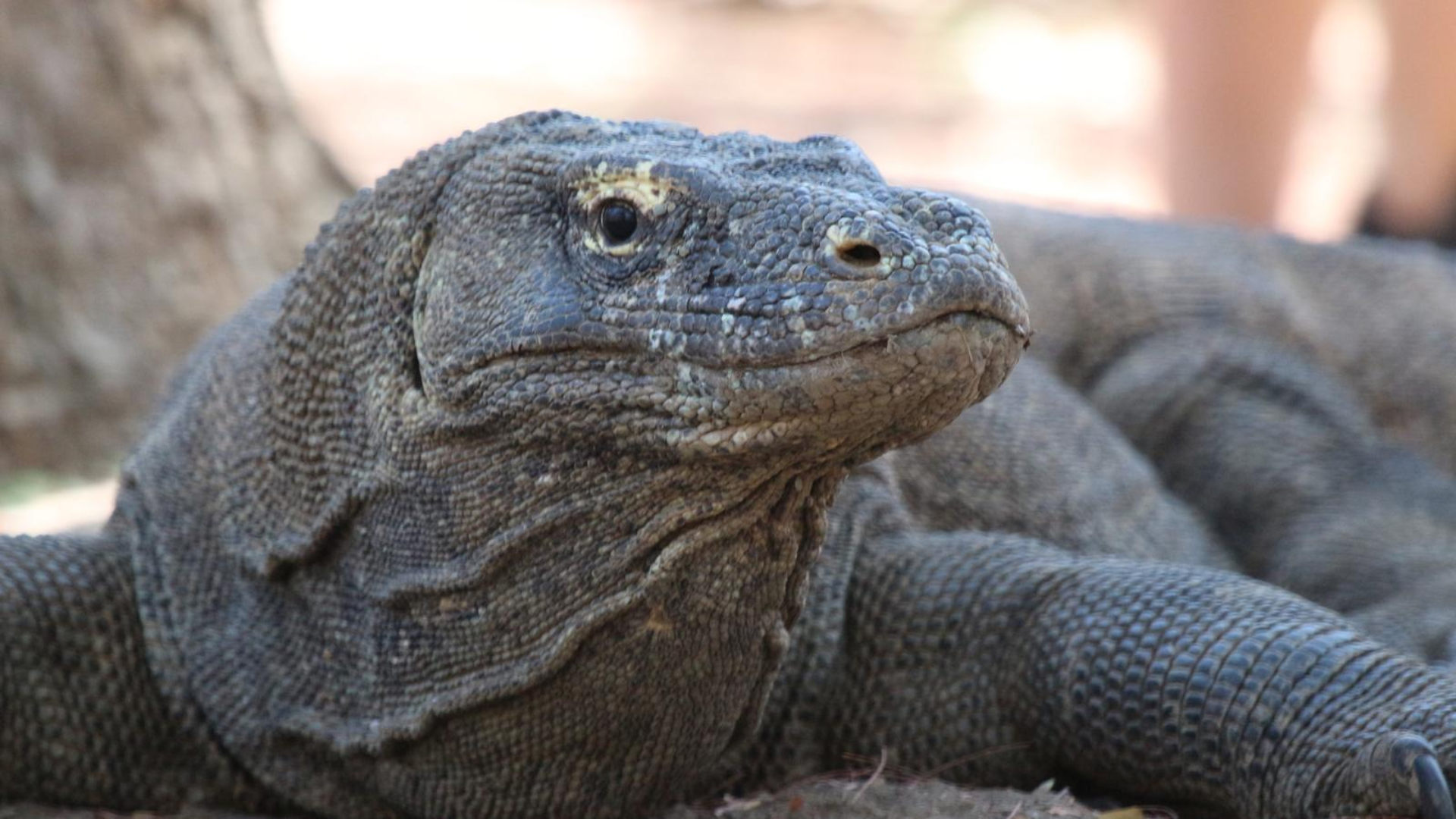 12D11N Bali and Komodo: Dragons, Rice Terraces & Cultural Ceremonies (AEUC)