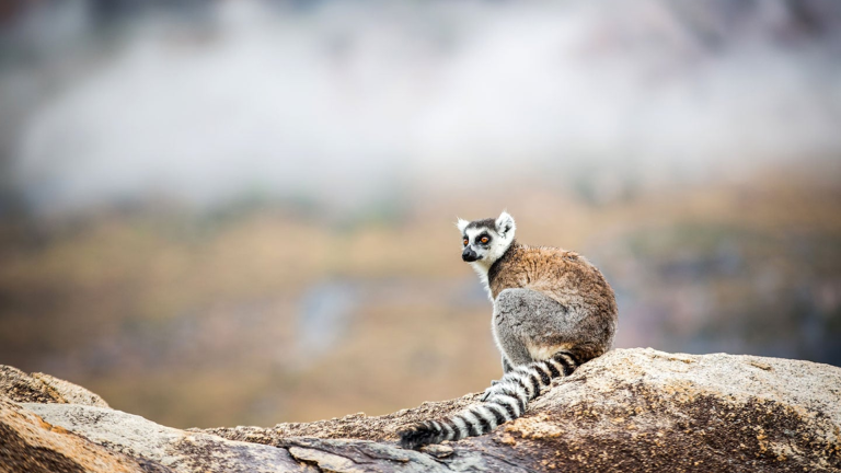 12D11N Best of Madagascar