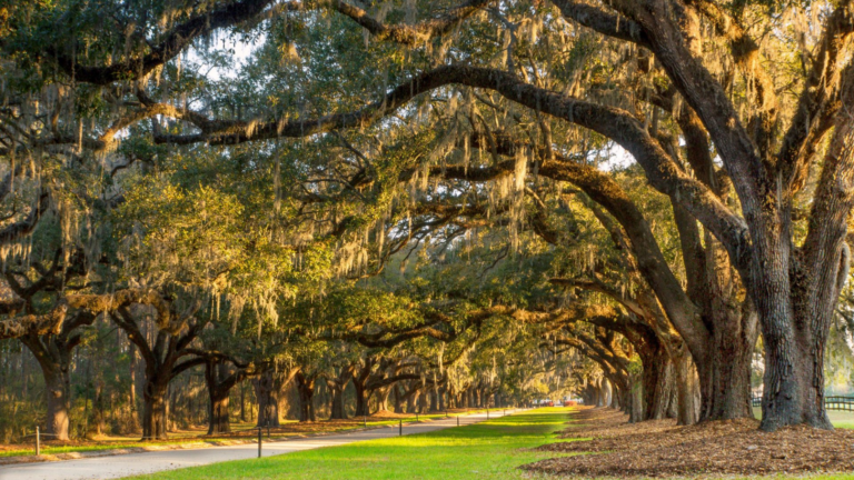 9D8N USA Deep South Discovery