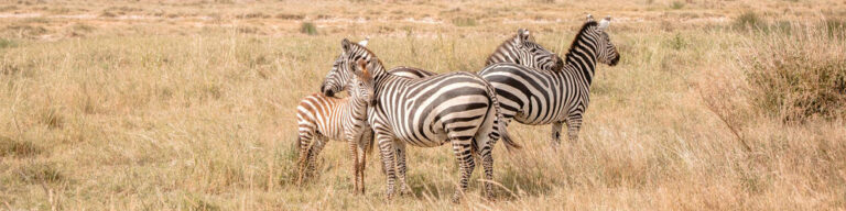 7D6N Tanzania Wilderness Discovery