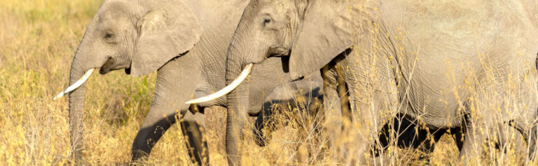 7D6N Tanzania Wilderness Discovery