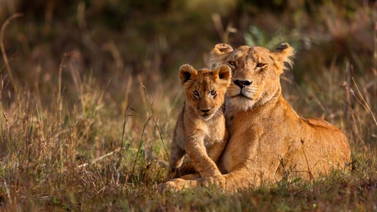 10D9N Best of South Africa