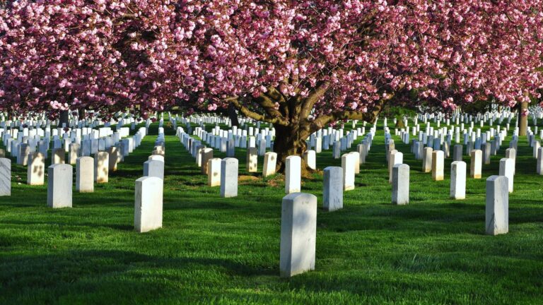 Cemetery with rows of white headstones under a flowering pink cherry blossom tree on green grass.