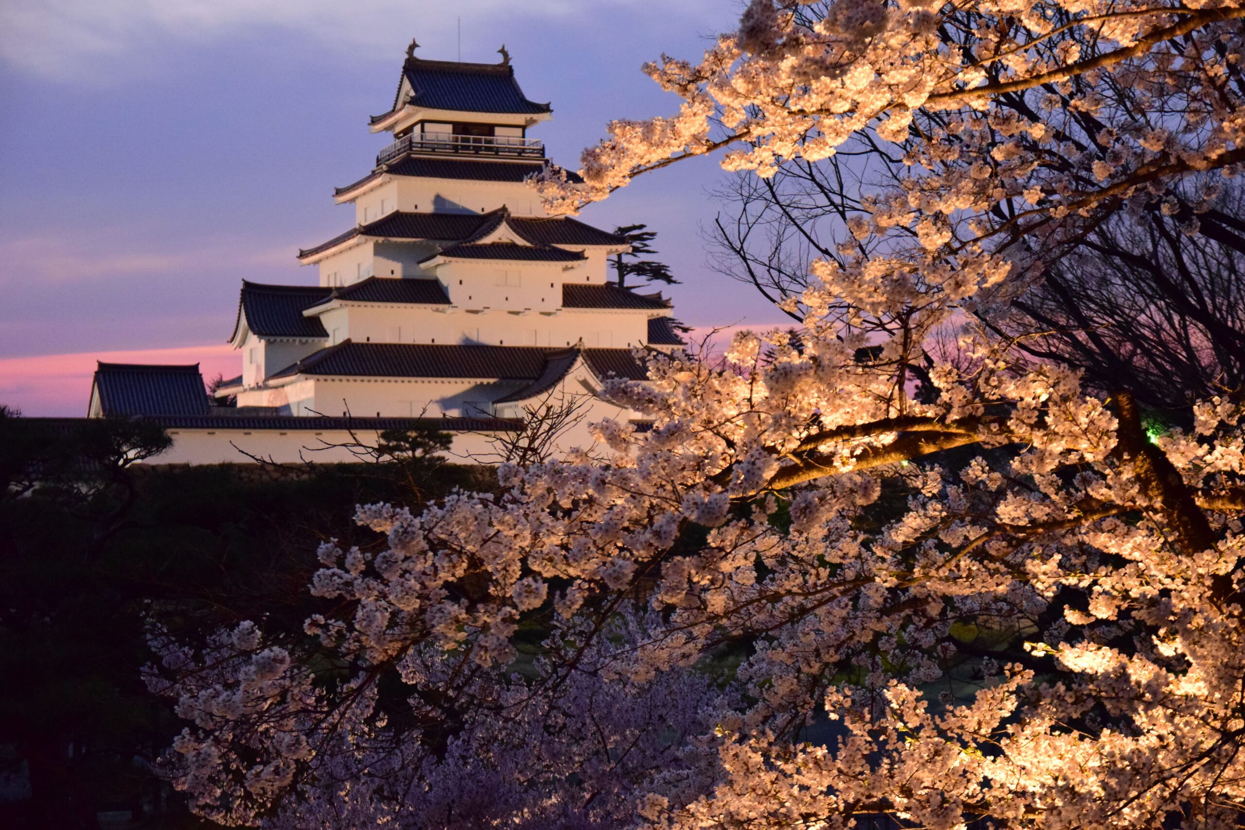 Traditional Japanese castle framed by blooming cherry blossoms at sunset/twilight light.